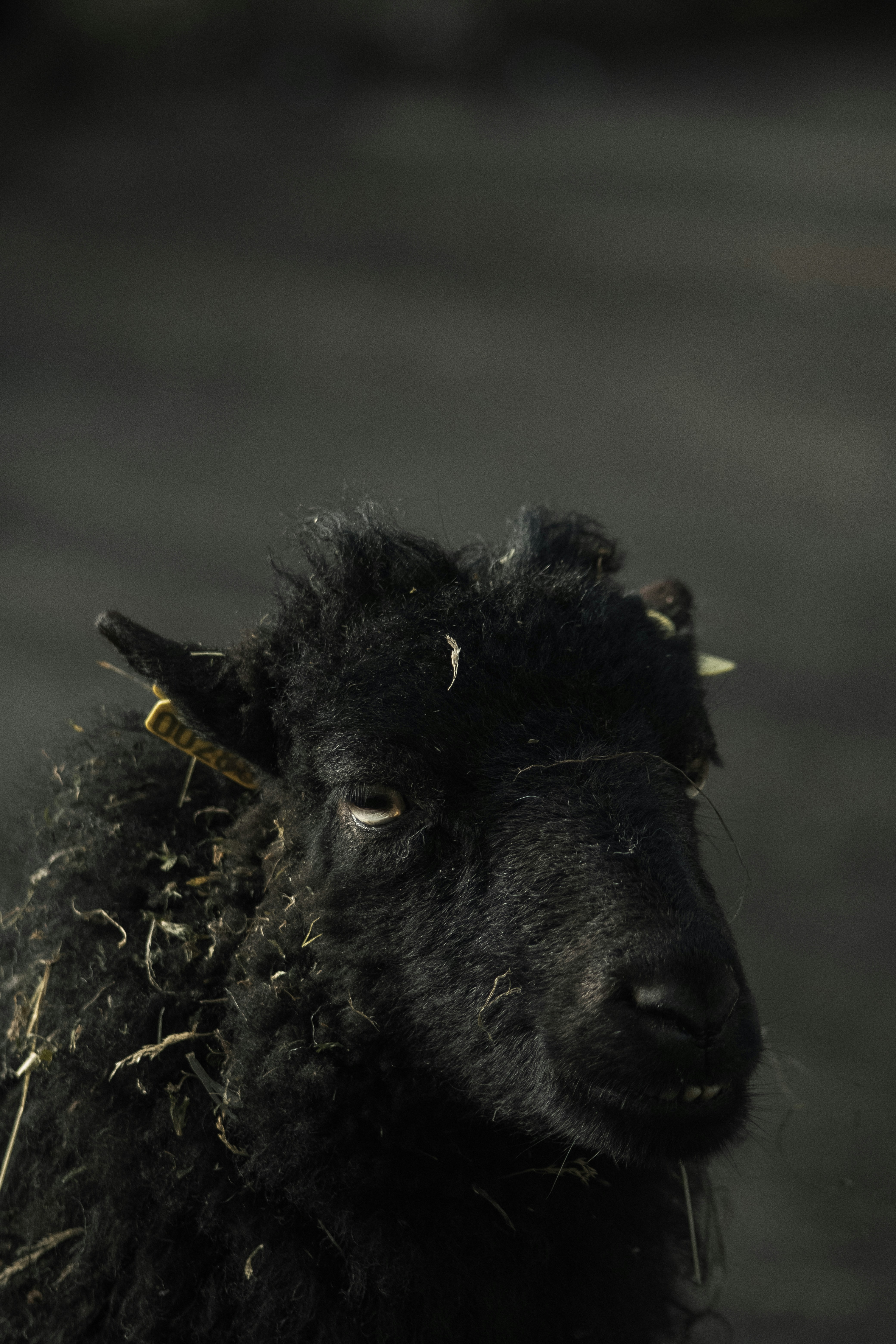 Black sheep in close up photography photo – Free Grey Image on Unsplash