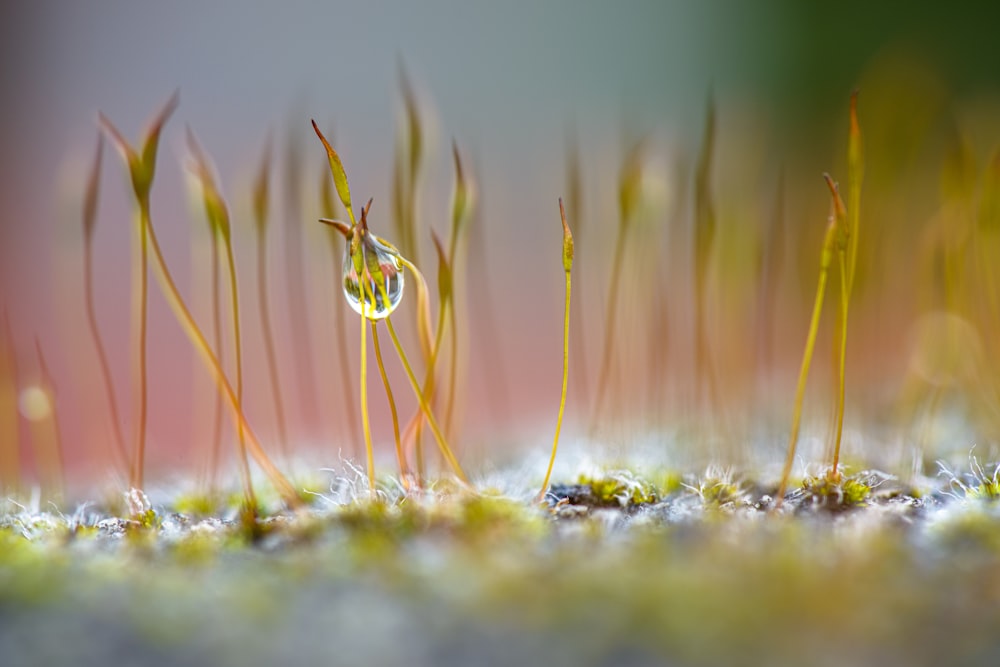 緑の芝生の水露