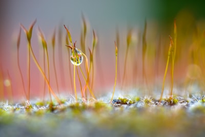 water dew on green grass photo zoom background