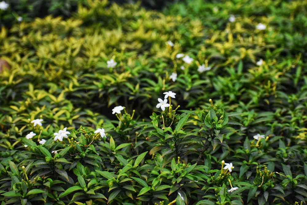 white flowers with green leaves