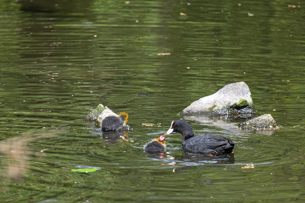 black duck on body of water during daytime