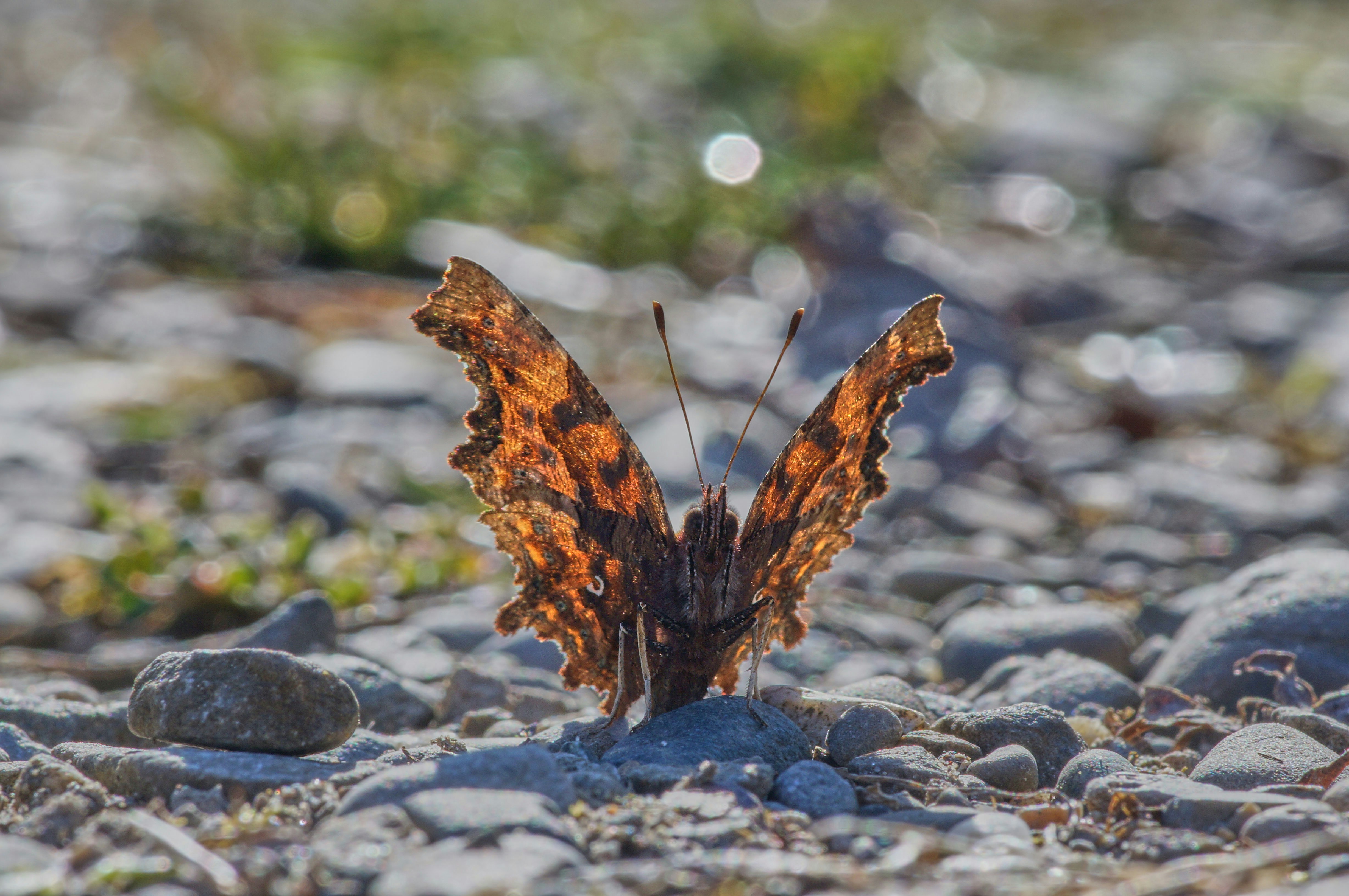 Butterfly gown on the runway