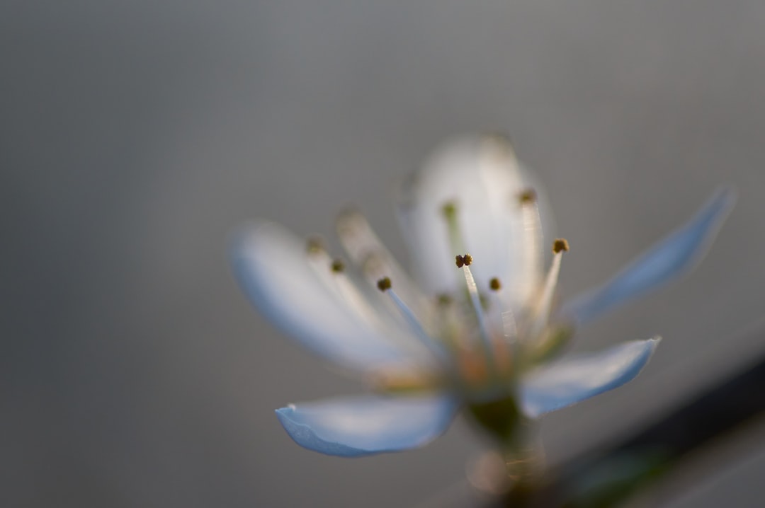 white flower in tilt shift lens