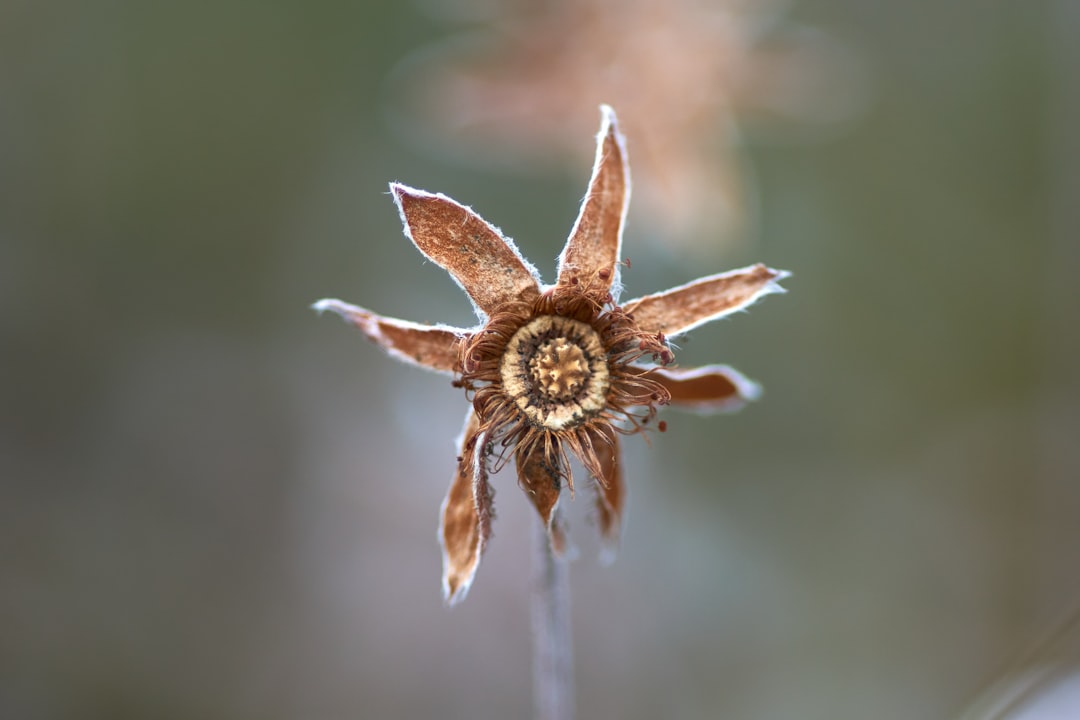 brown dried flower in tilt shift lens