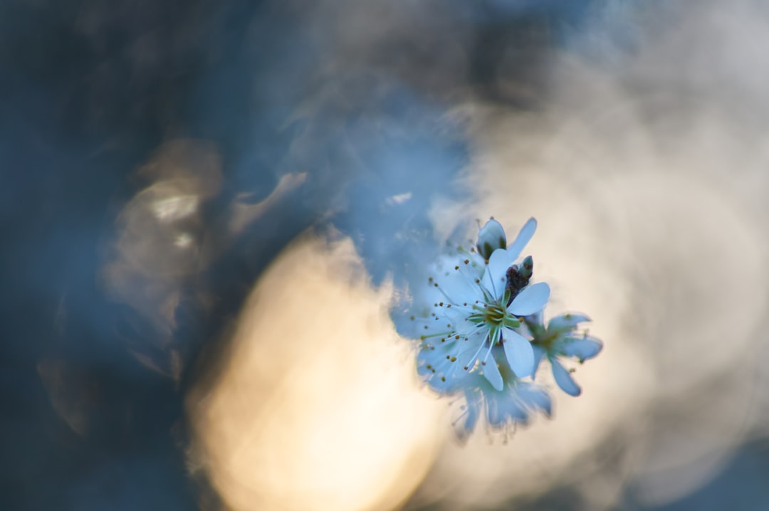 white flower under white clouds