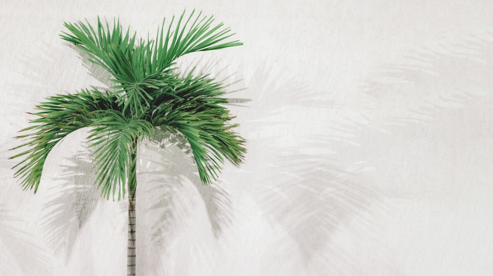 green palm tree beside white wall