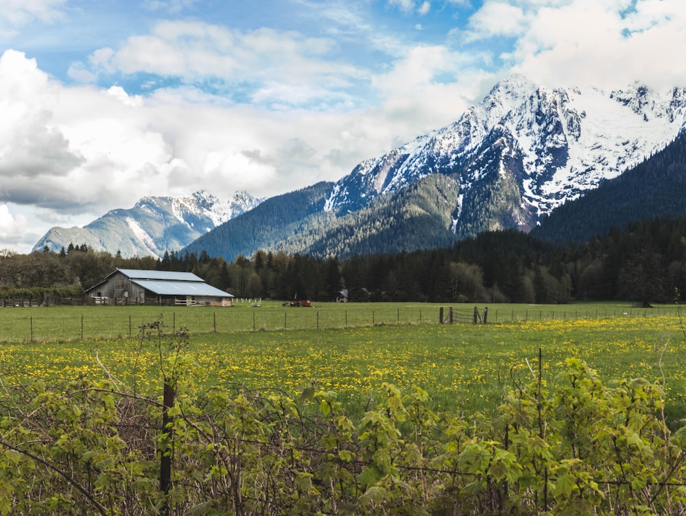 green grass field near snow covered mountain under white clouds and blue sky during daytime