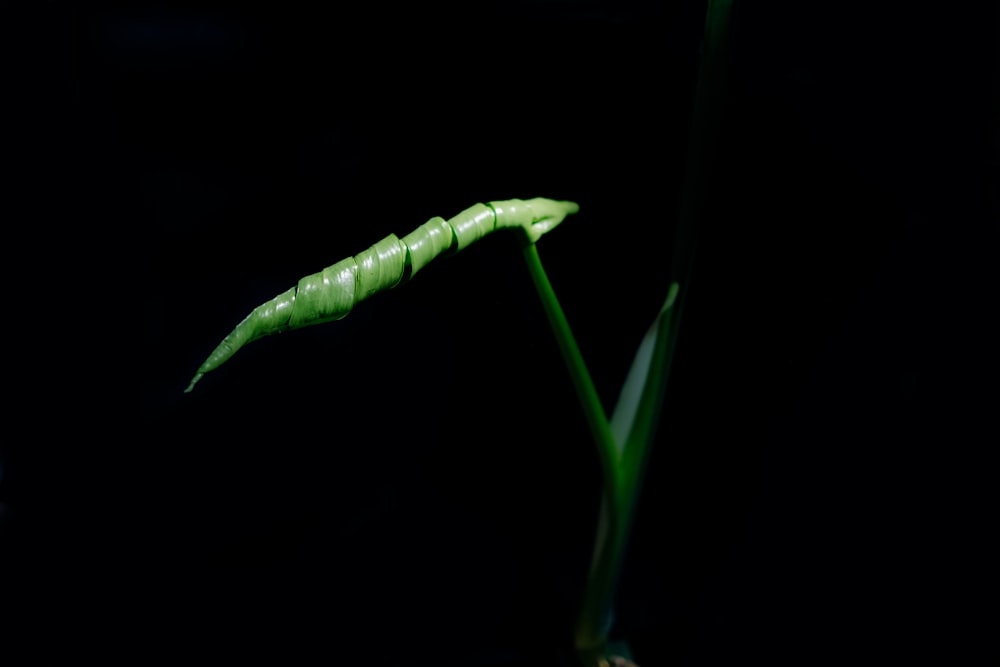 green leaf with water droplets