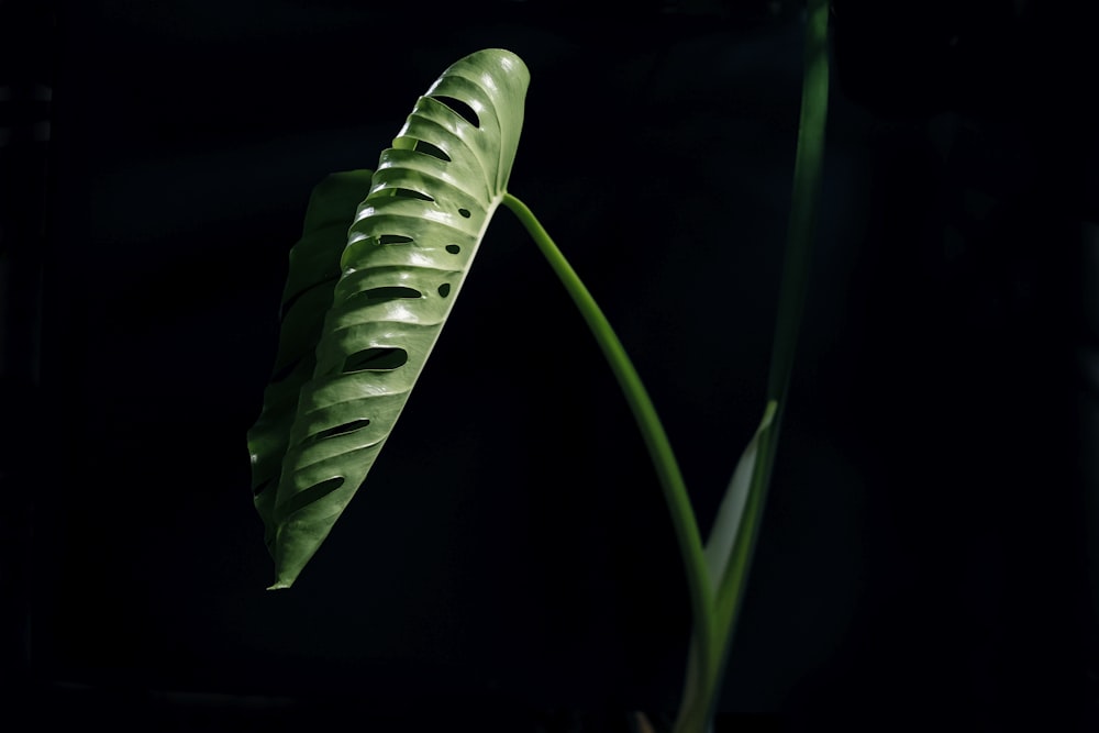 Planta verde con gotas de agua