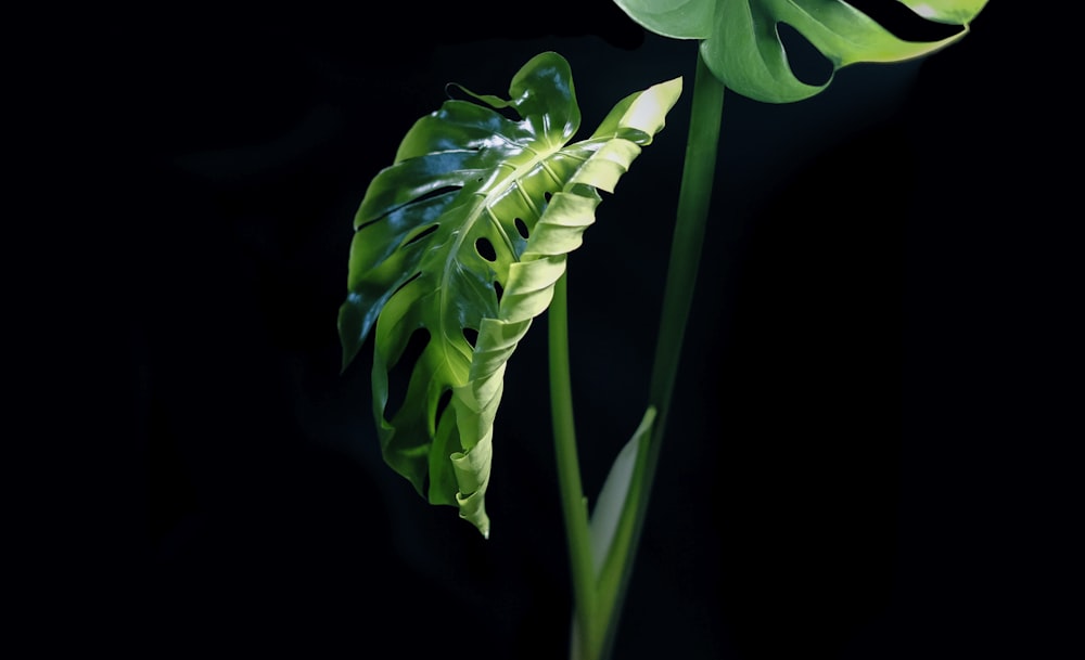 green leaves with black background