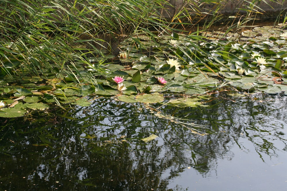 green and pink water lilies on water