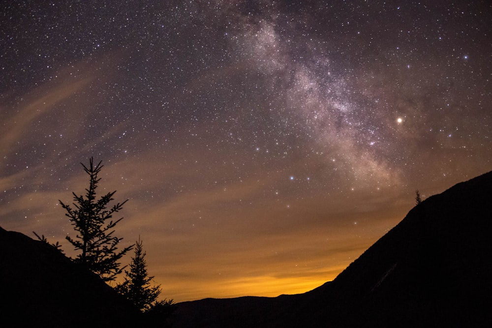 silhouette of trees under starry night