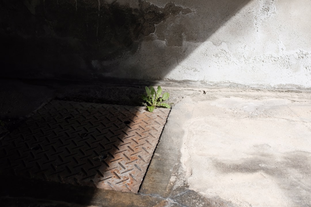 green plant on brown brick floor