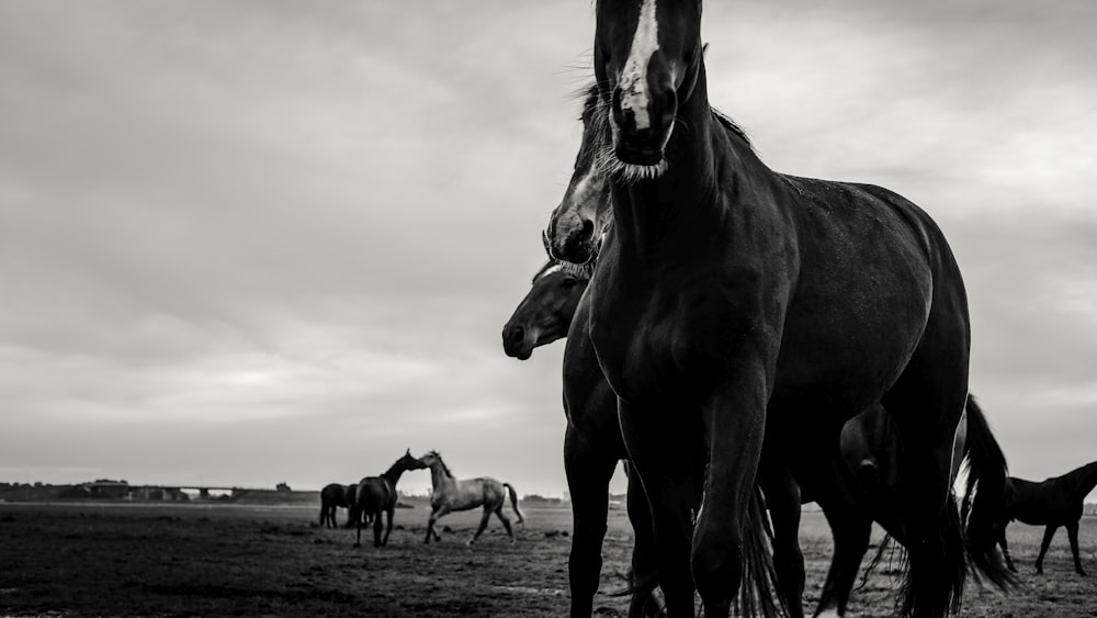 black horse on brown field during daytime