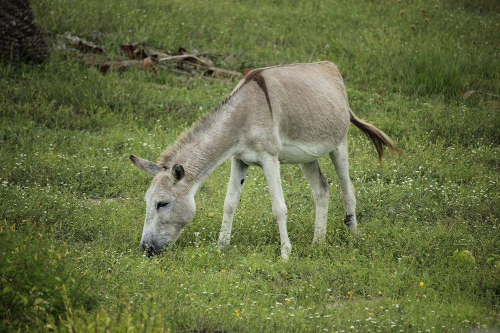 white and brown horse on green grass field during daytime