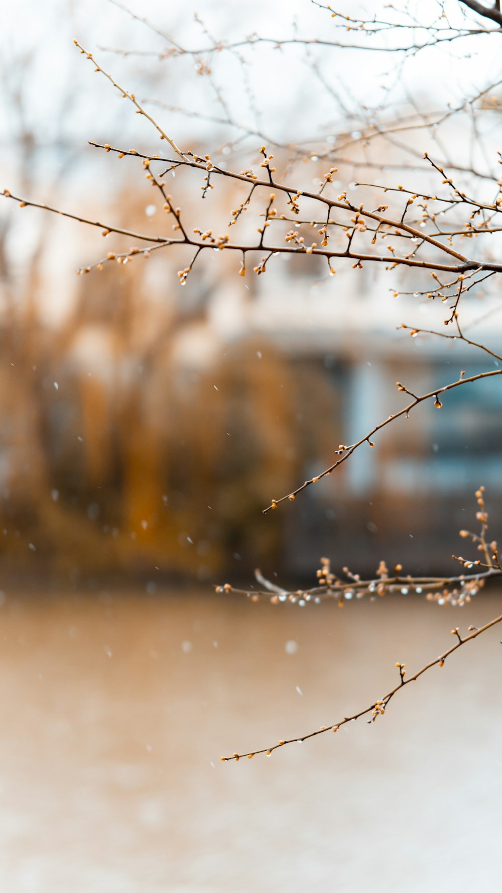 brown leafless tree in tilt shift lens