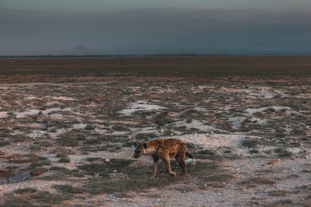 brown and white animal walking on gray sand during daytime