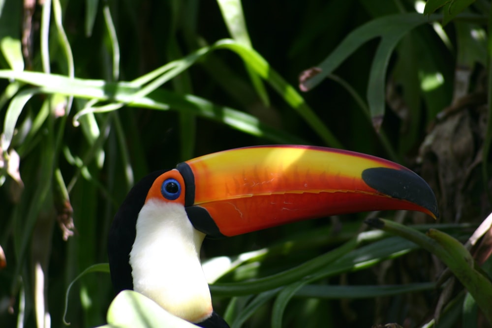 black white yellow and red bird