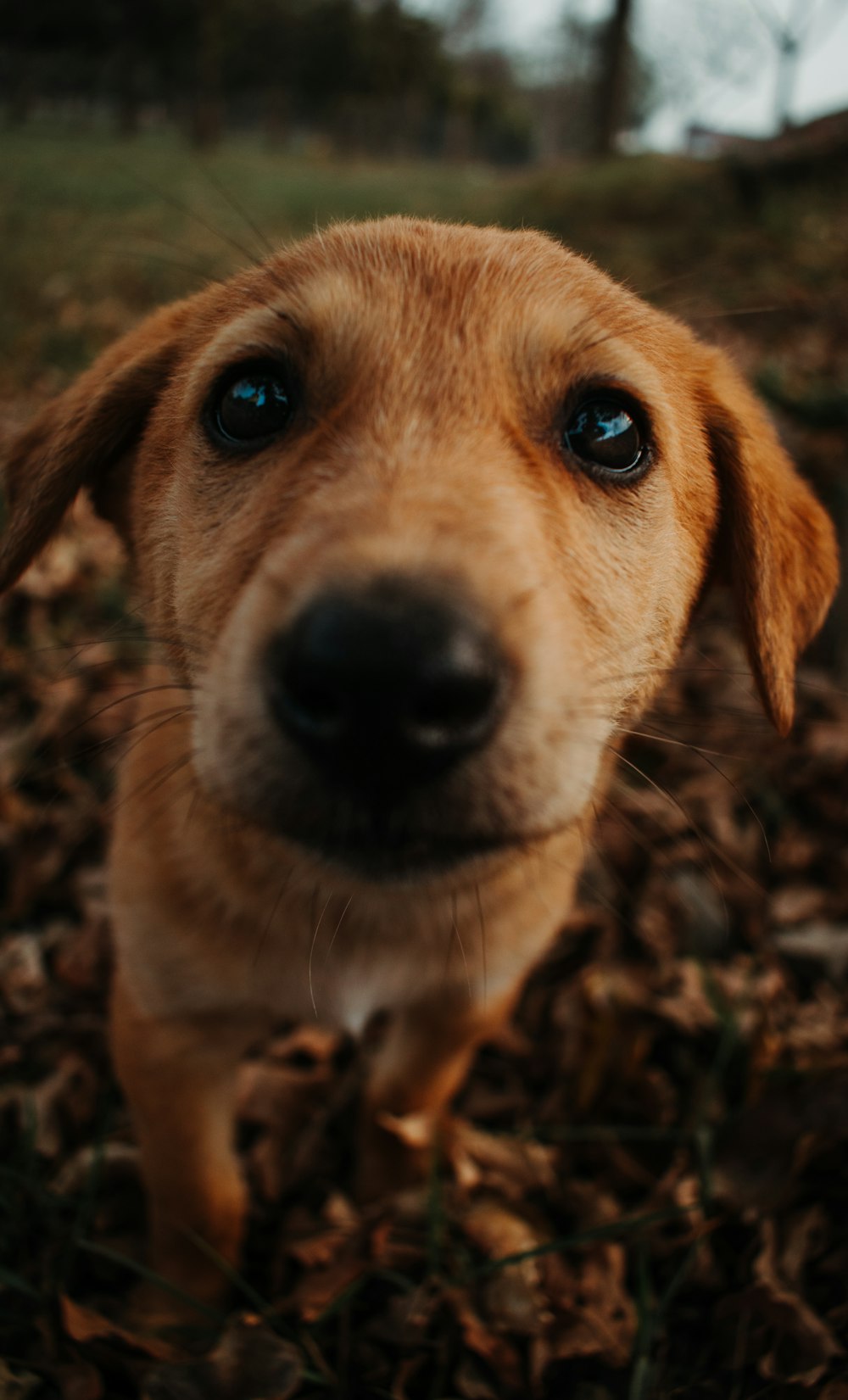 brown short coated dog on brown dried leaves