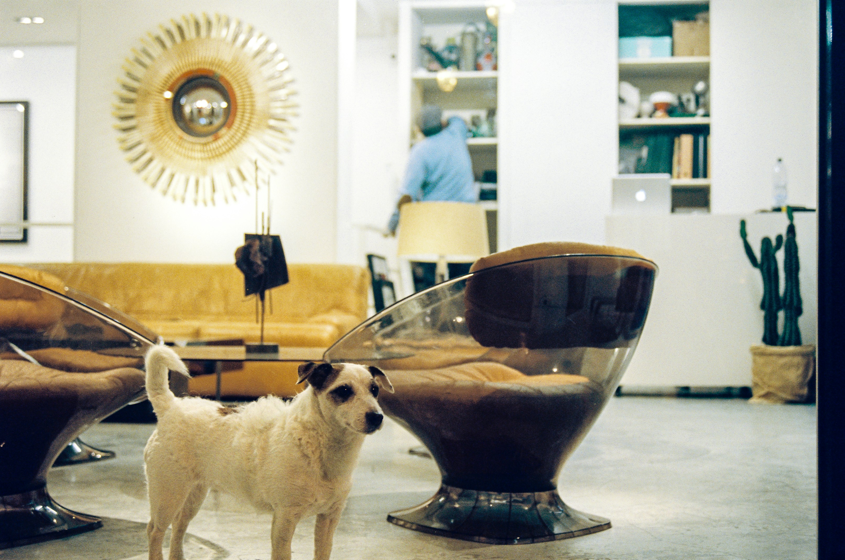 white short coated small dog standing beside clear glass bowl