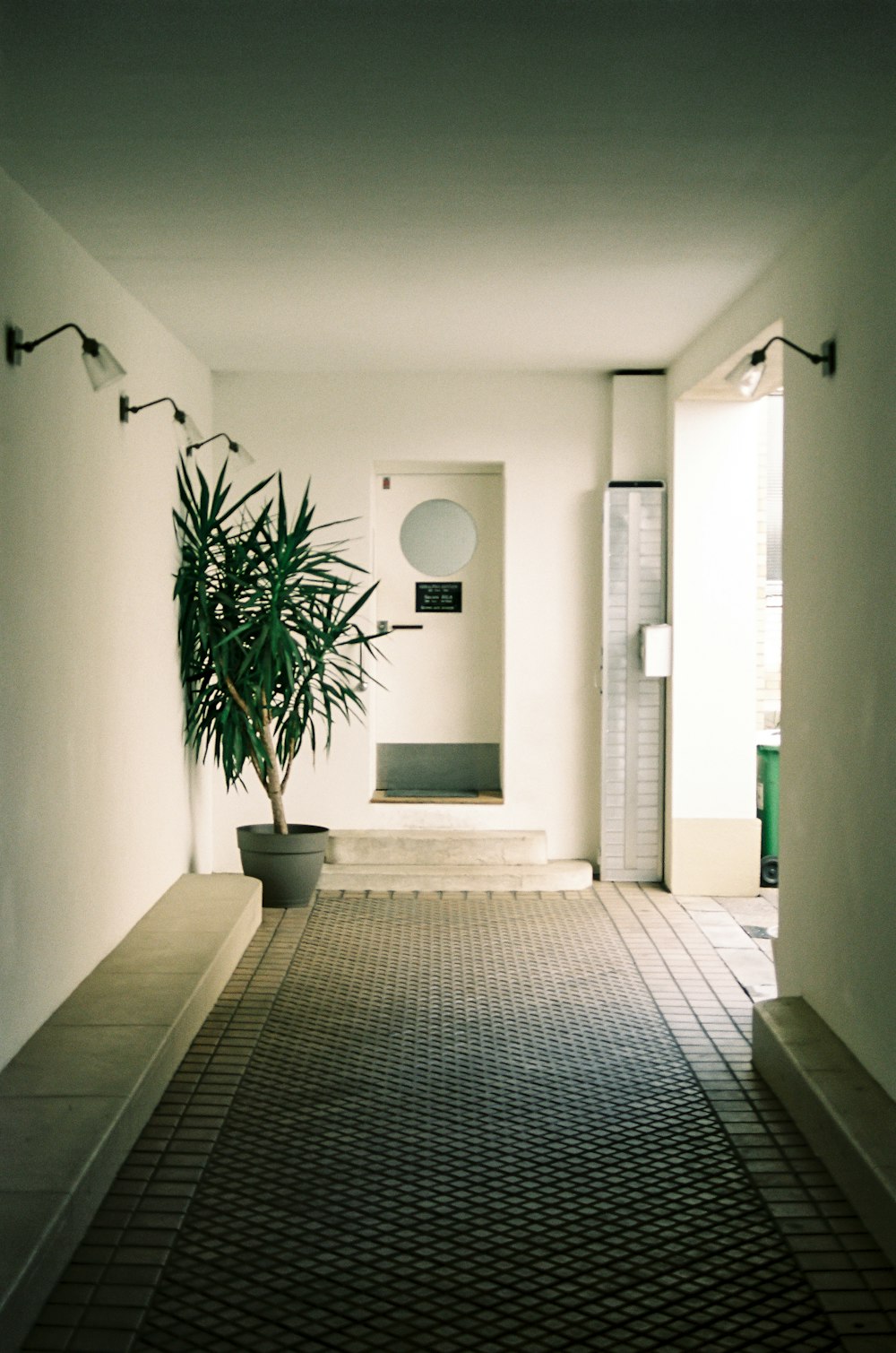 green potted plant on white concrete wall