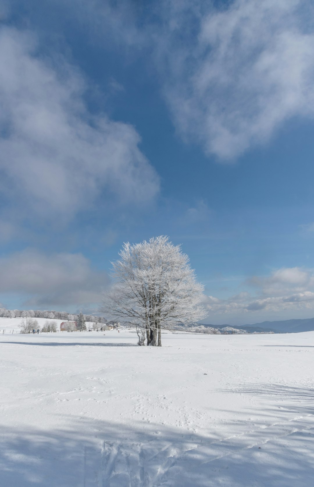 bare tree on snow covered ground under blue and white sunny cloudy sky during daytime