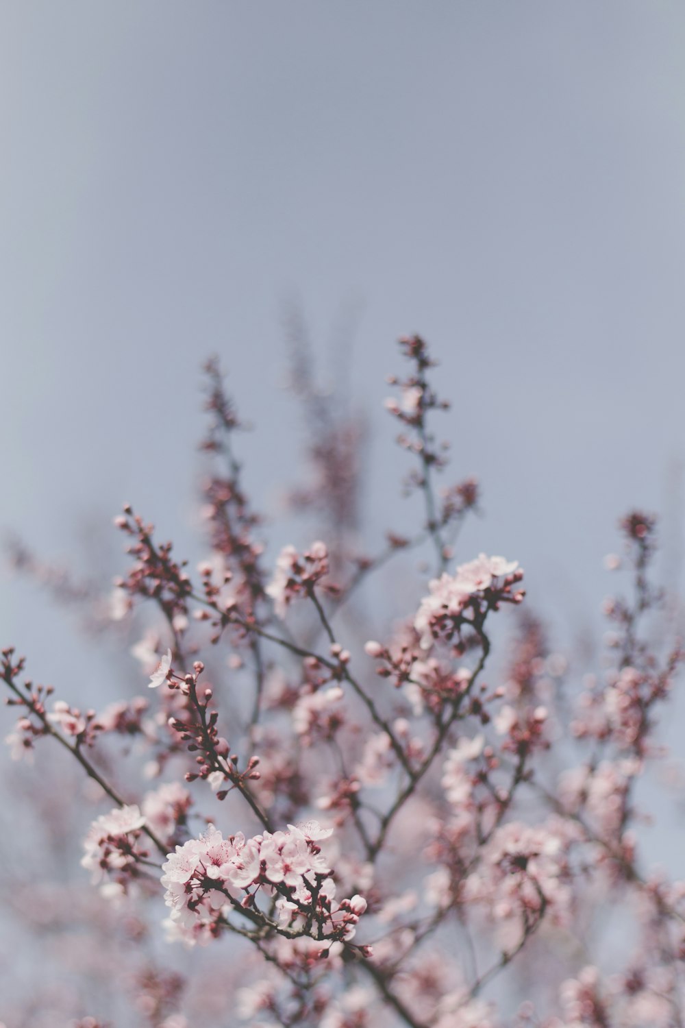 pink flower buds in tilt shift lens
