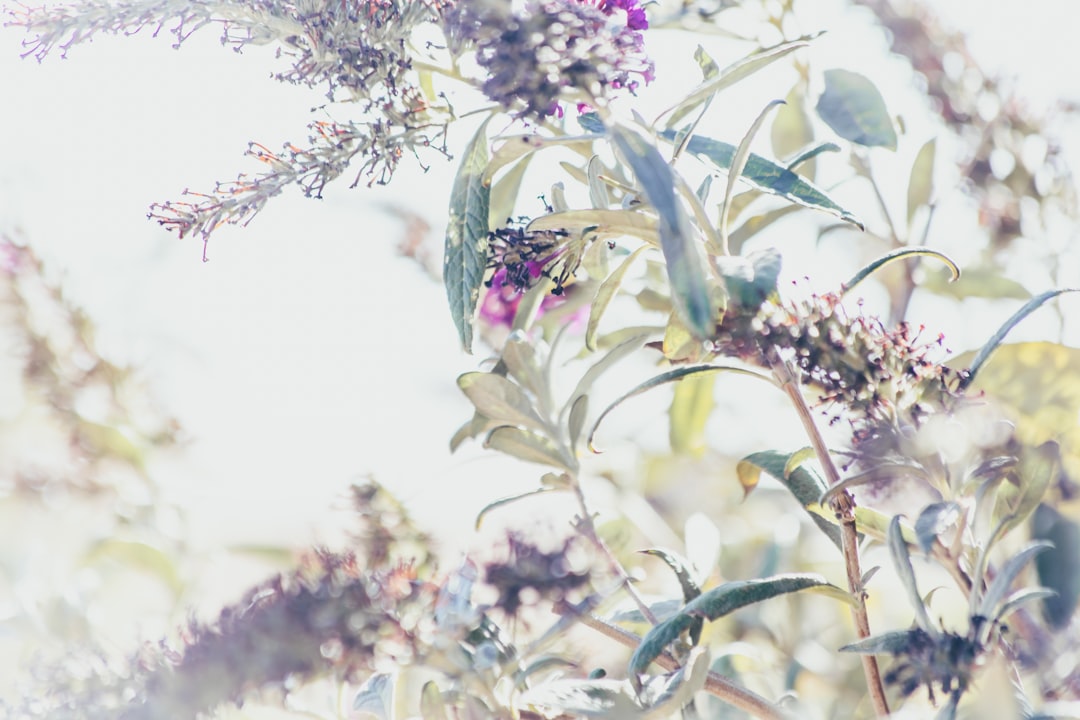 purple flowers in tilt shift lens