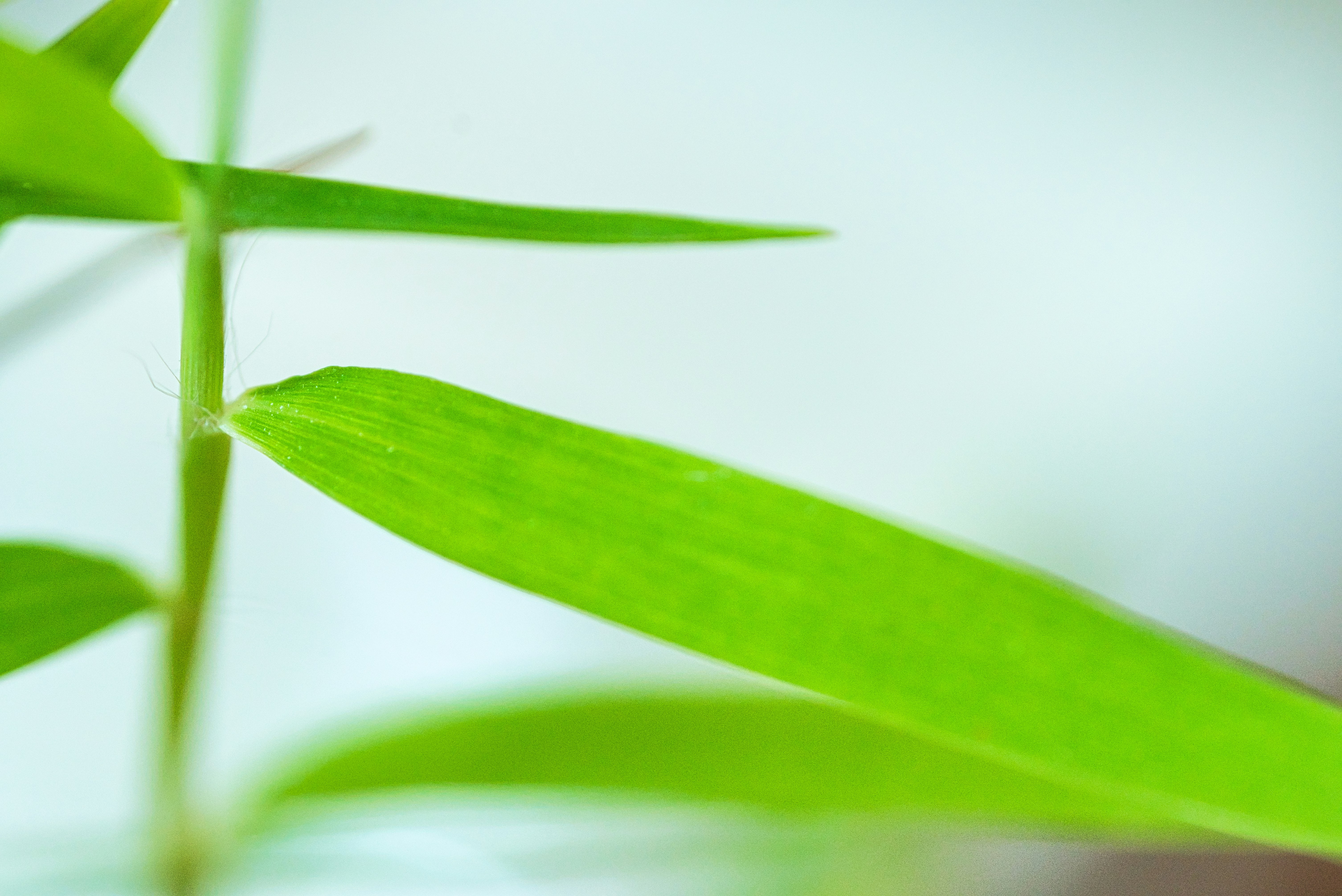 Demystifying Hemp Derived THCA: Science, Effects, and How It Differs from Delta Nine THC