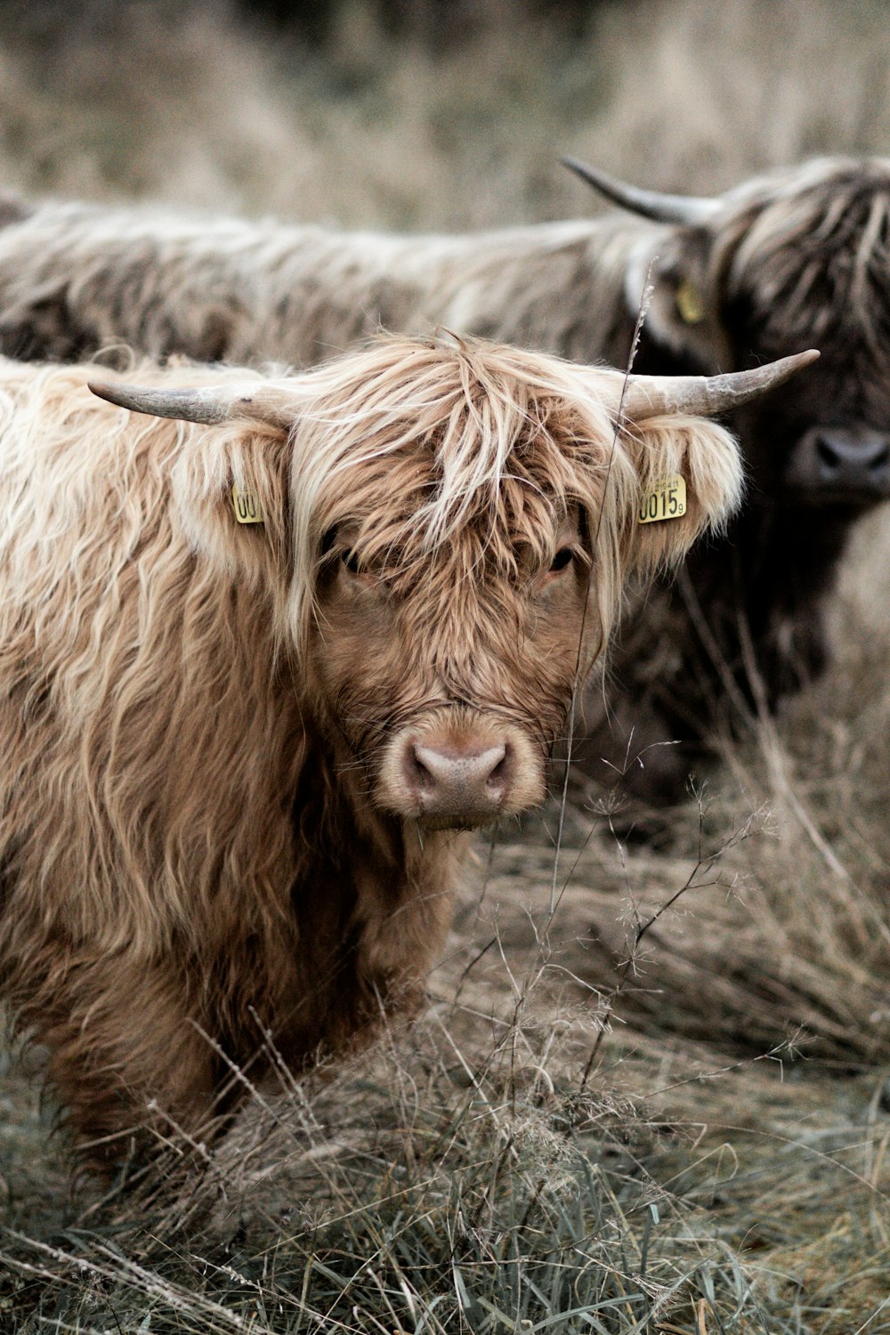 brown cow on brown grass field during daytime