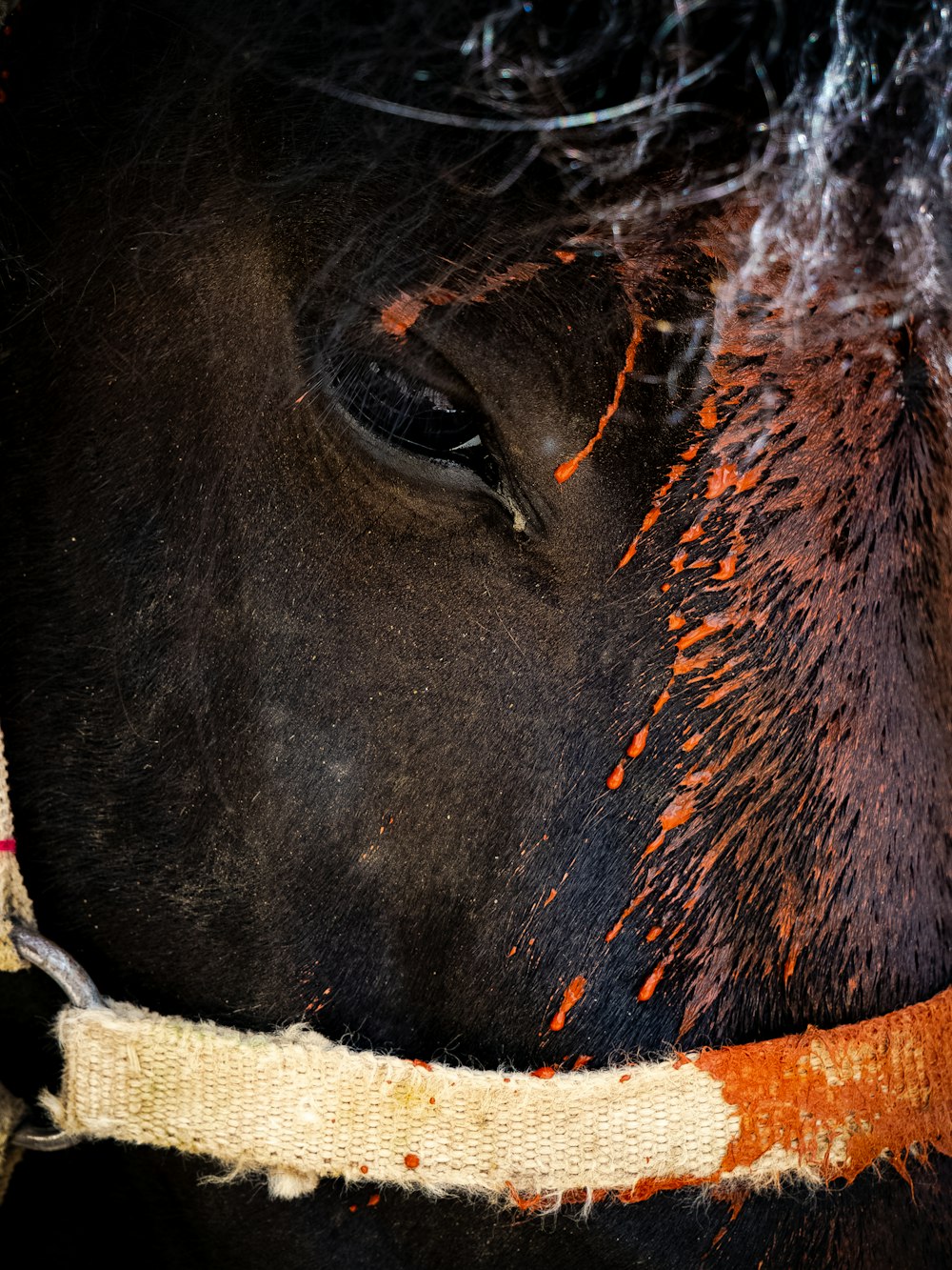 black horse with brown and white strap