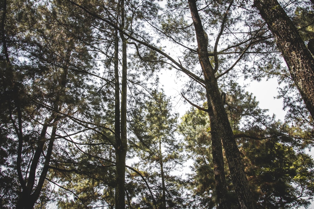 green and brown trees during daytime