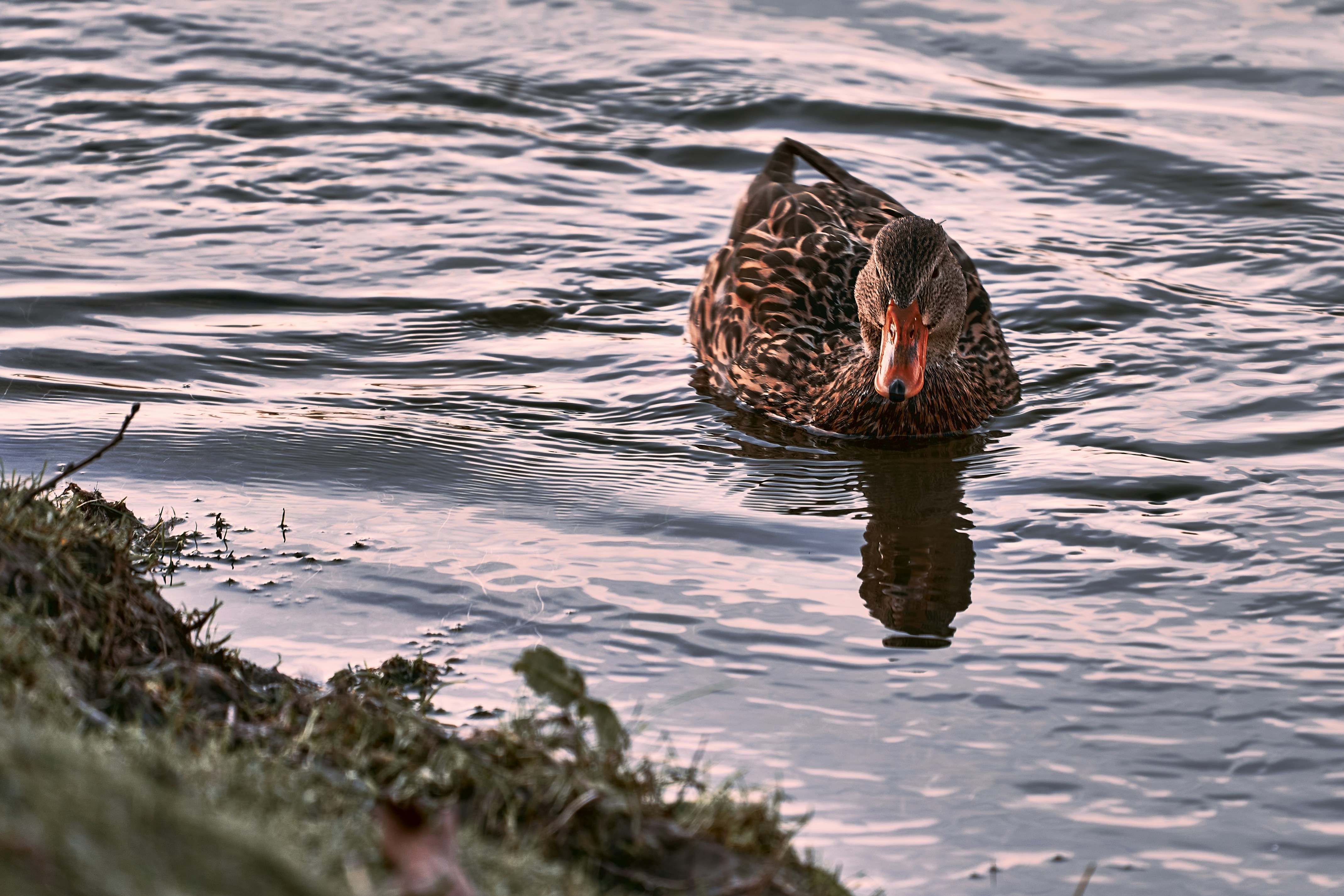 Photo by ingodoerrie