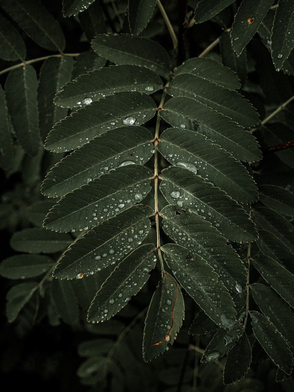 green and brown leaves with water droplets