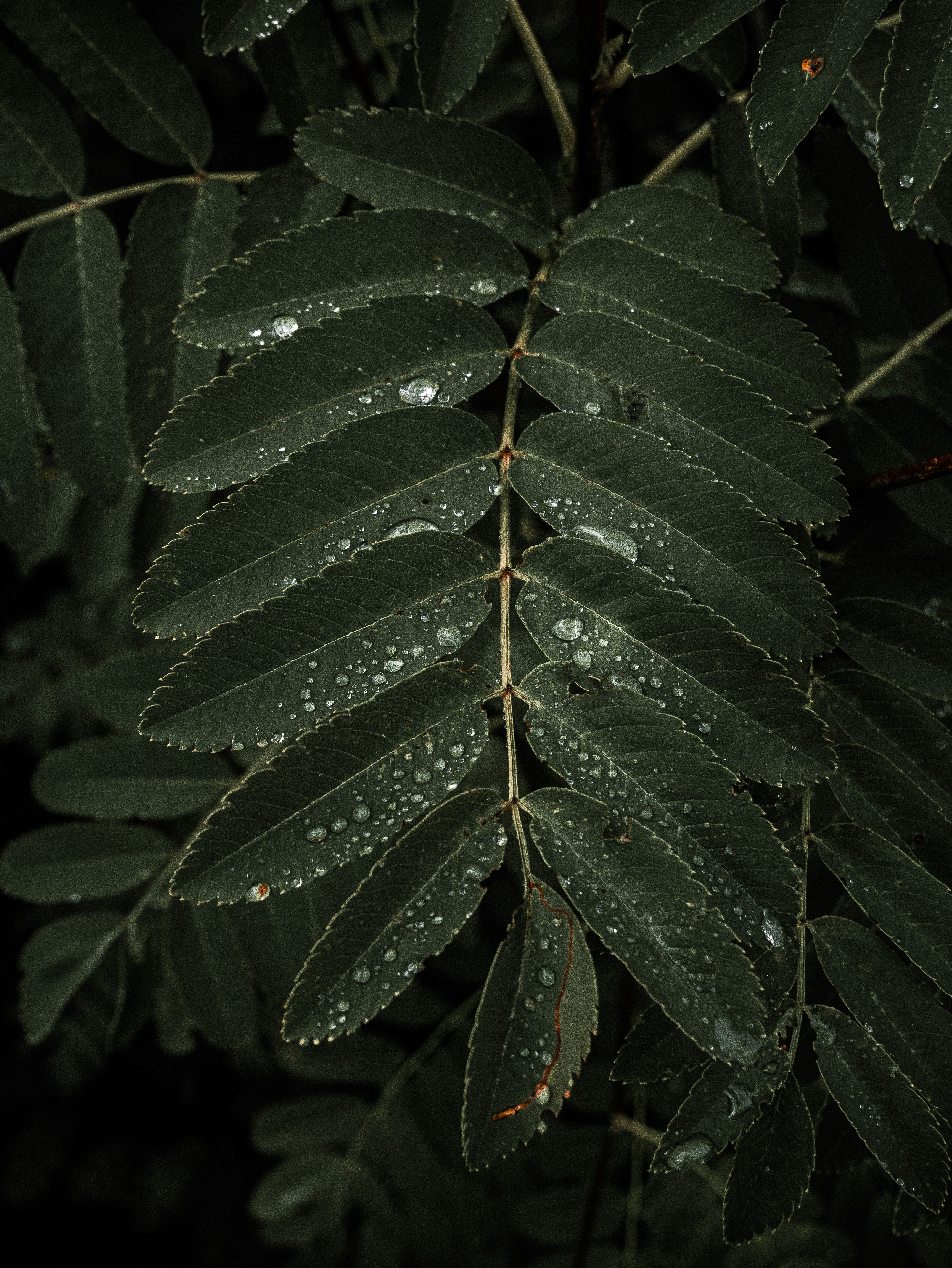 green and brown leaves with water droplets