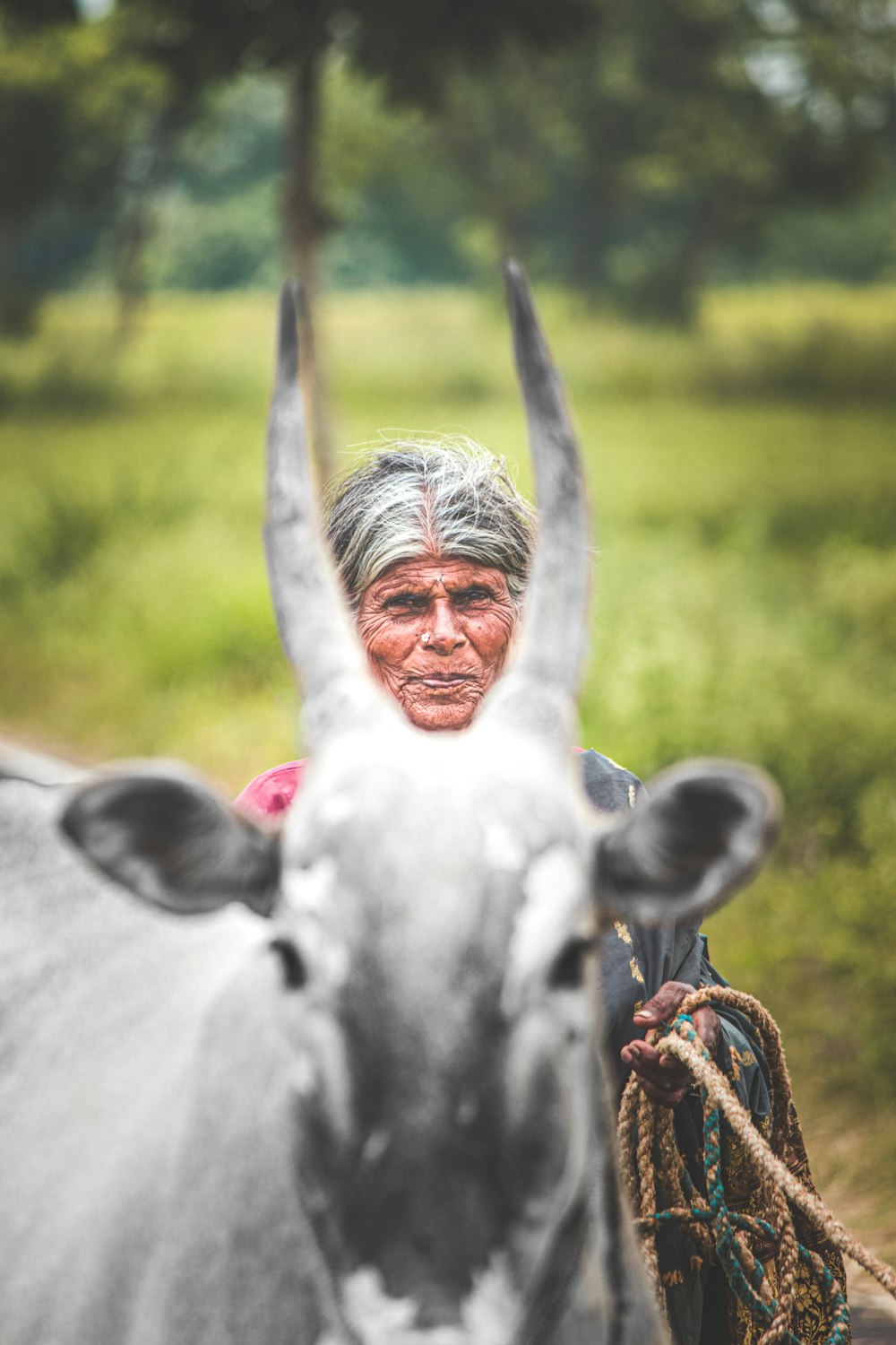 white cow with brown leather strap on head