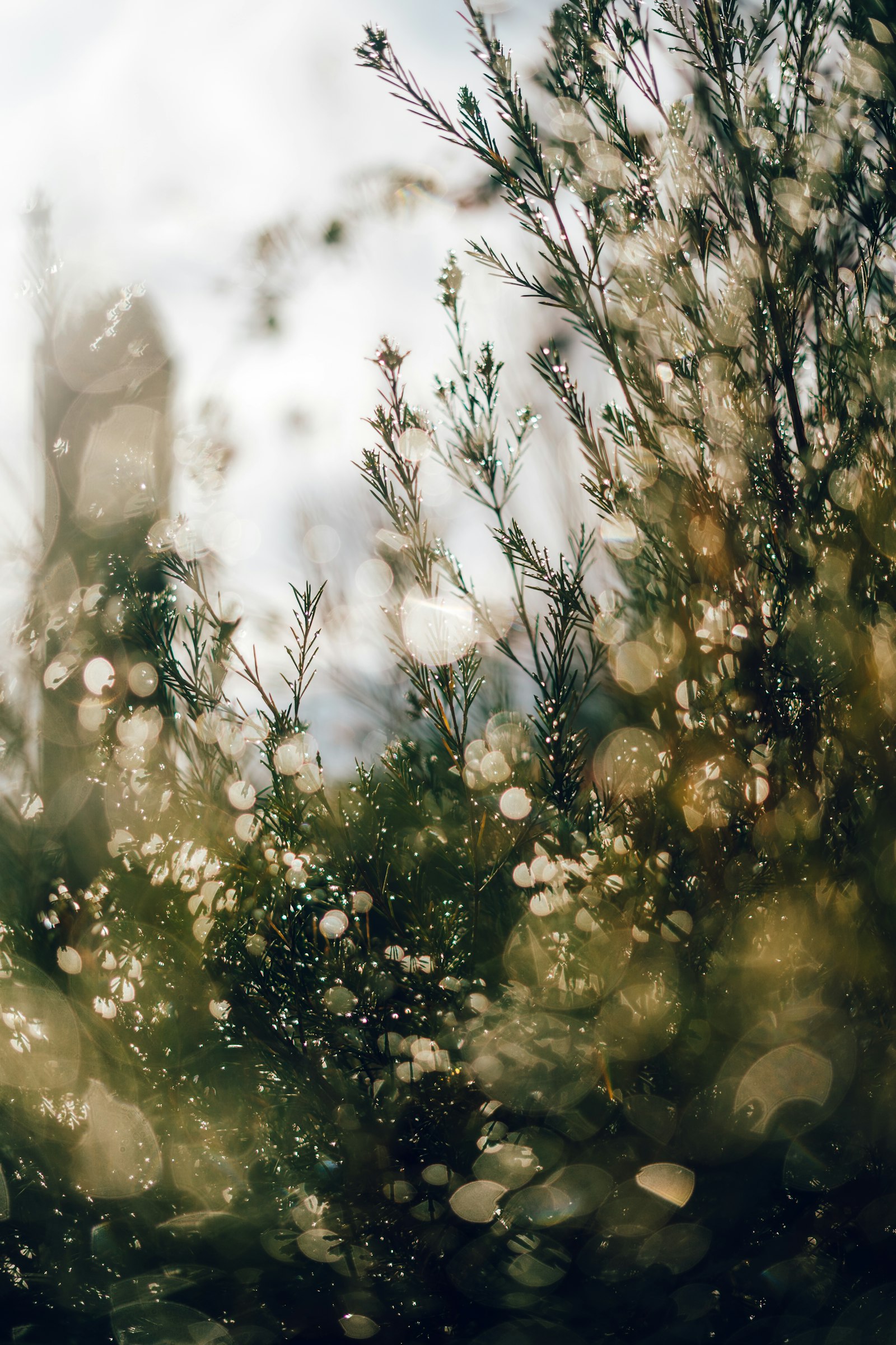 Sony a9 II + Sony FE 50mm F1.8 sample photo. Green and brown tree photography