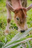 brown cow eating grass during daytime
