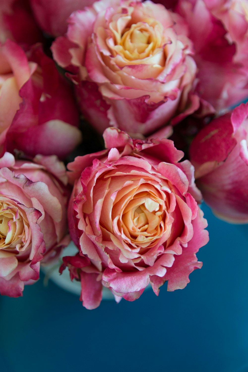 pink and yellow roses in close up photography