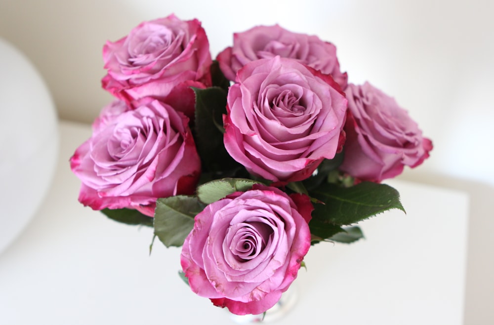 pink roses on white background