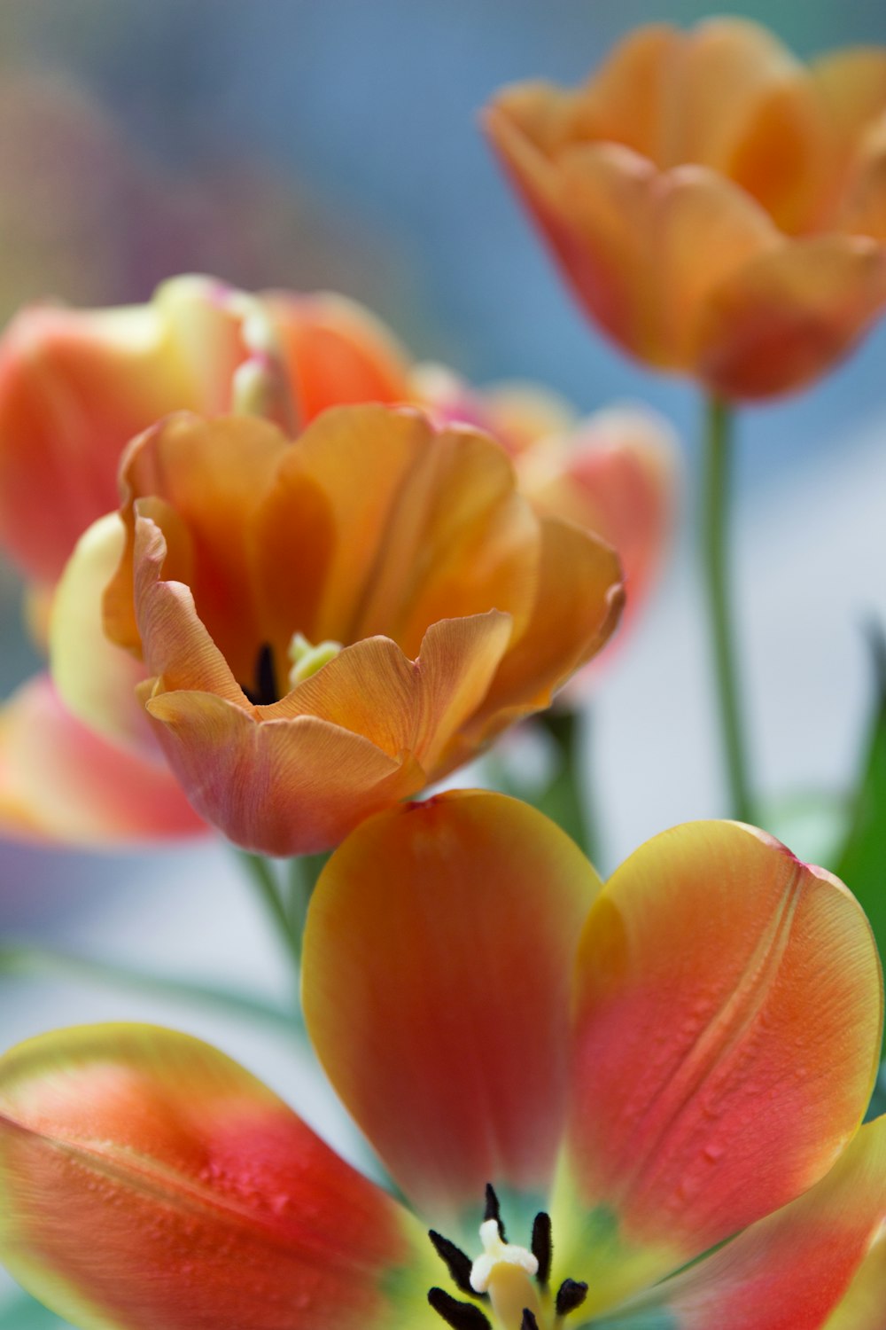 orange and yellow tulips in bloom during daytime