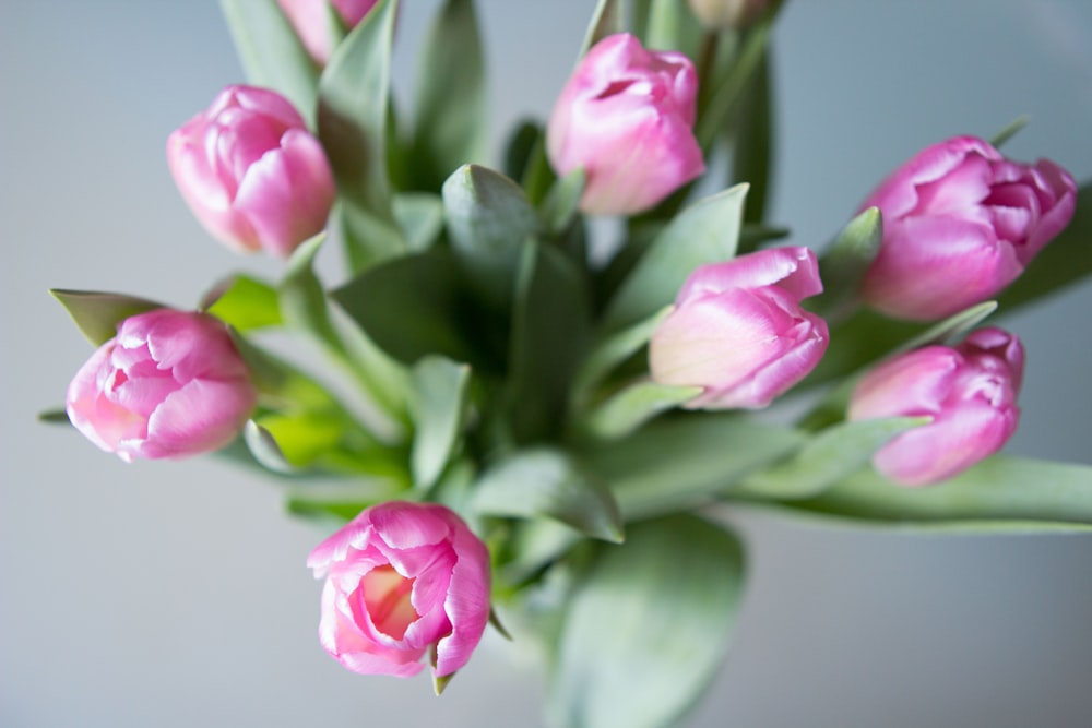 pink and white flowers in tilt shift lens