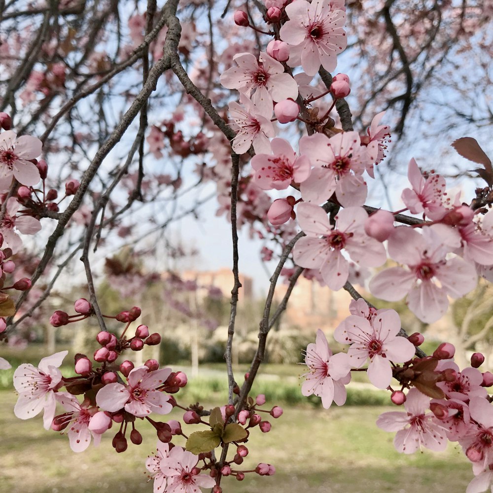 árvore rosa da flor da cerejeira durante o dia