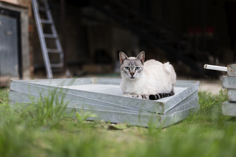 gato blanco y gris sobre banco de hormigón gris