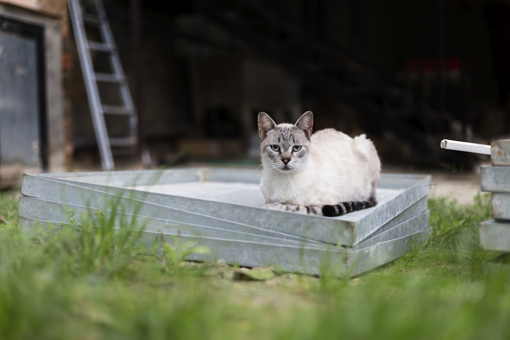 weiße und graue Katze auf grauer Betonbank