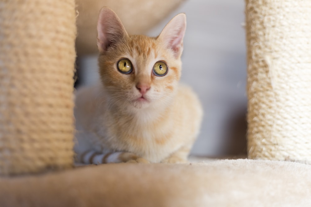 white and brown cat on brown wicker basket