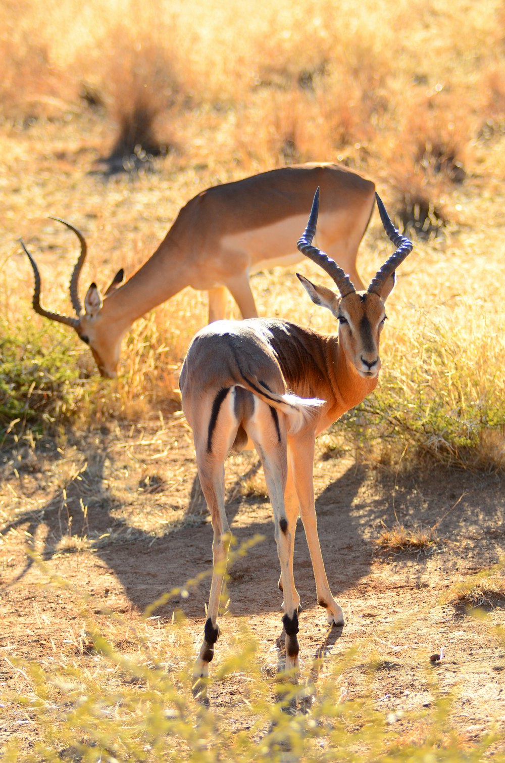 brown deer on brown field during daytime