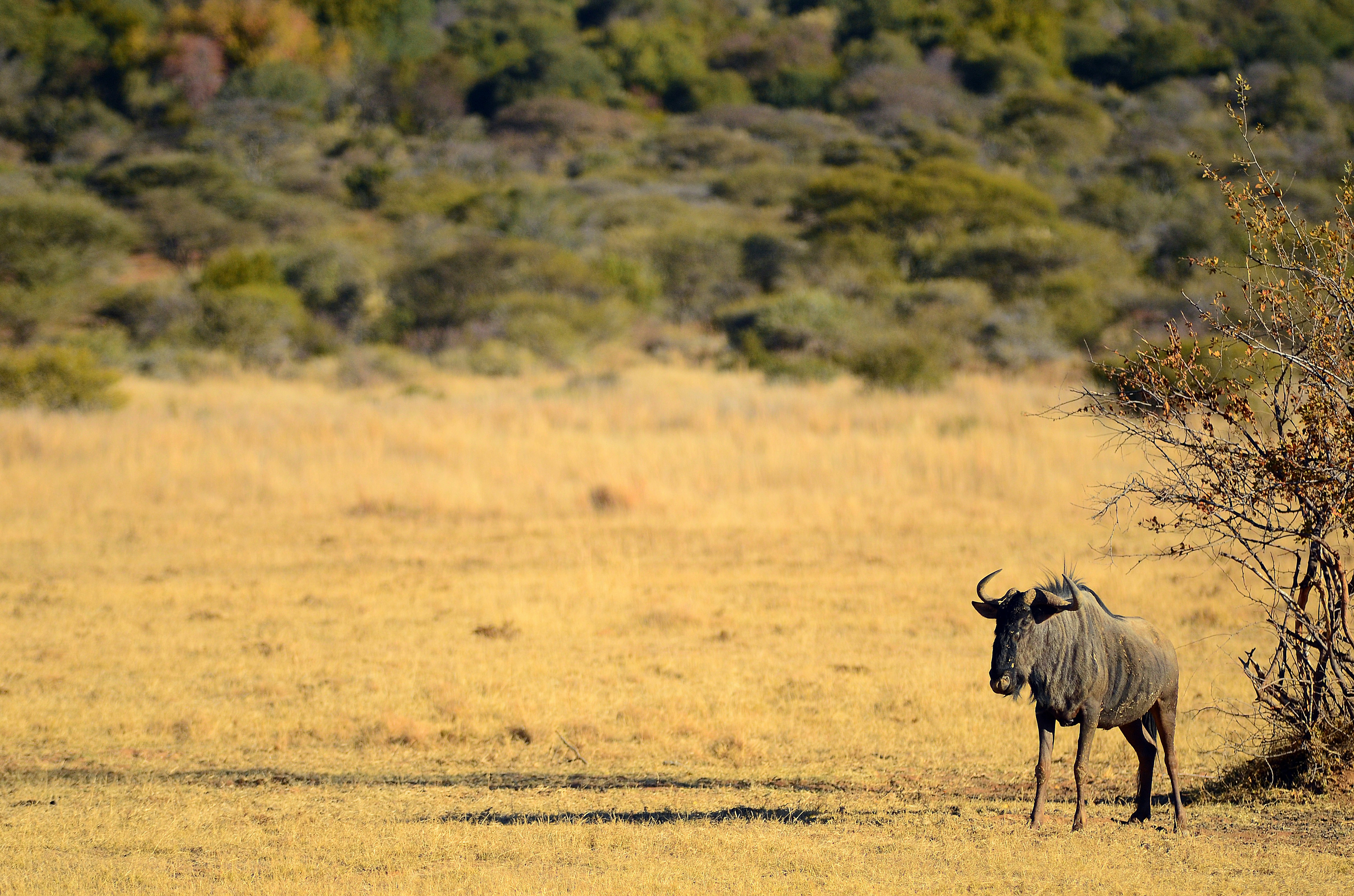 brown animal on brown field during daytime