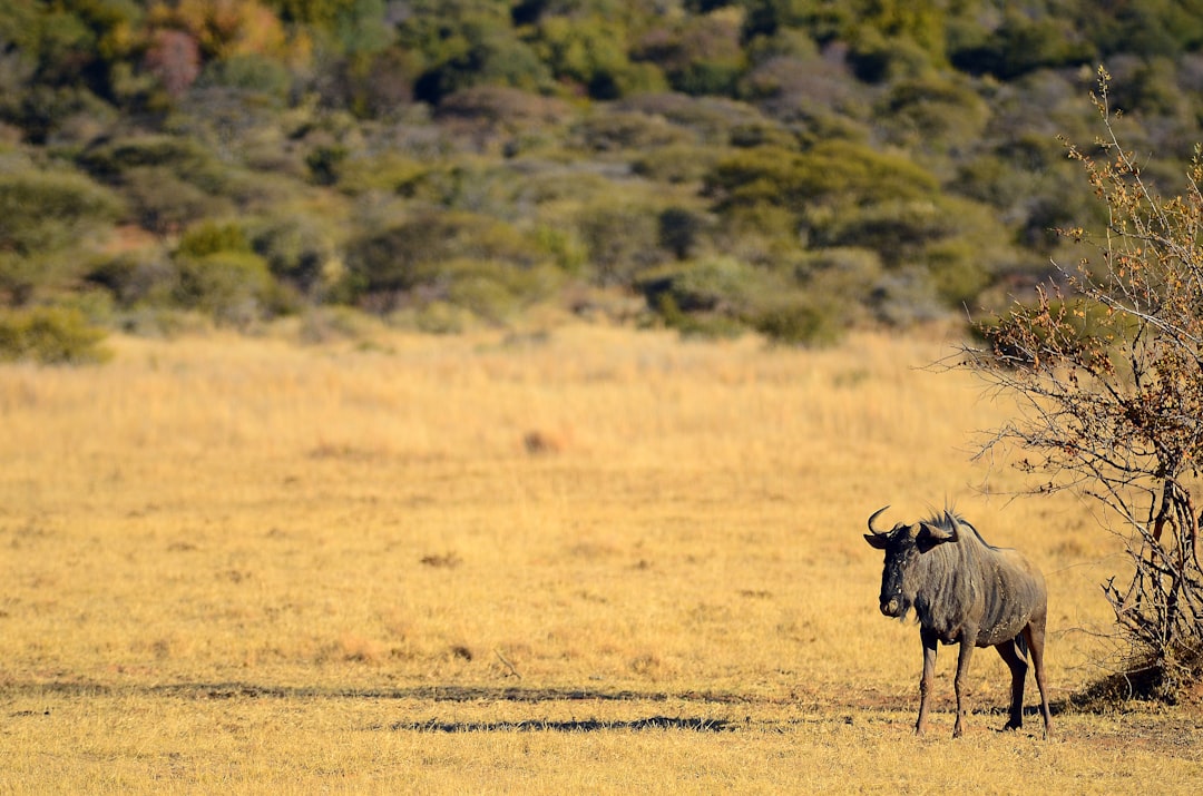 Plain photo spot Pilanesberg National Park South Africa