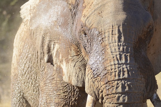 brown elephant in close up photography in Pilanesberg National Park South Africa